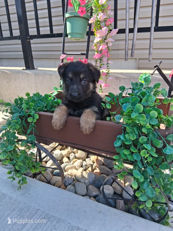 Jayla – German Shepherd Dog puppy for sale in Woodburn, IN