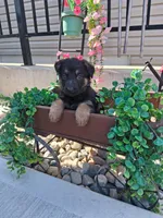 Jayla, a female German Shepherd Dog for sale in Woodburn, IN – 1 of 5