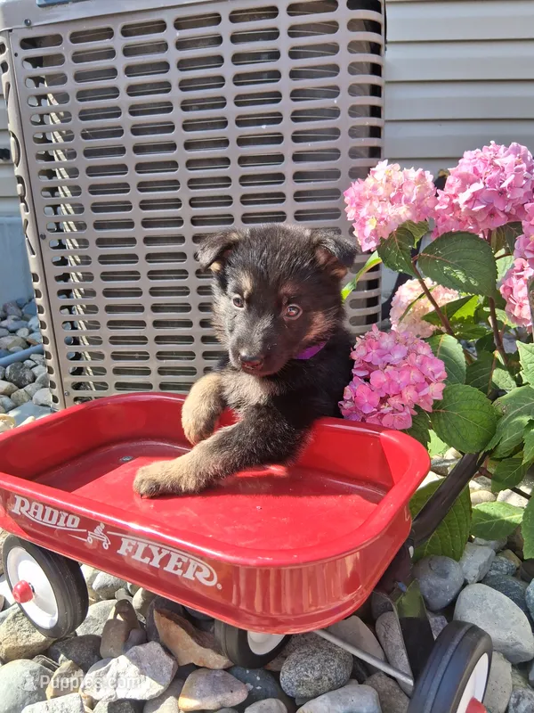 Jenna – German Shepherd Dog puppy for sale in Woodburn, IN