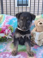 Jack, a male German Shepherd Dog for sale in Woodburn, IN – 4 of 5
