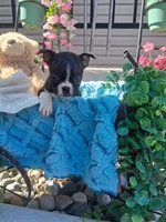 Lee, a male Boston Terrier for sale in Woodburn, IN – 3 of 3