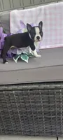 Alivia, a female Boston Terrier for sale in Woodburn, IN – 2 of 7