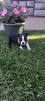 Brooke , a female Boston Terrier for sale in Woodburn, IN – 7 of 8