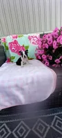 Brielle, a female Boston Terrier for sale in Woodburn, IN – 6 of 7