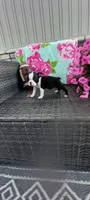 Benjie, a male Boston Terrier for sale in Woodburn, IN – 3 of 8