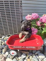 Jenna, a female German Shepherd Dog for sale in Woodburn, IN – 4 of 5