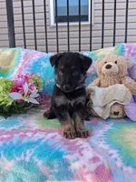 Jack, a male German Shepherd Dog for sale in Woodburn, IN – 3 of 5