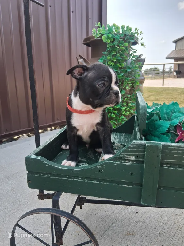 Lynn – Boston Terrier puppy for sale in Woodburn, IN