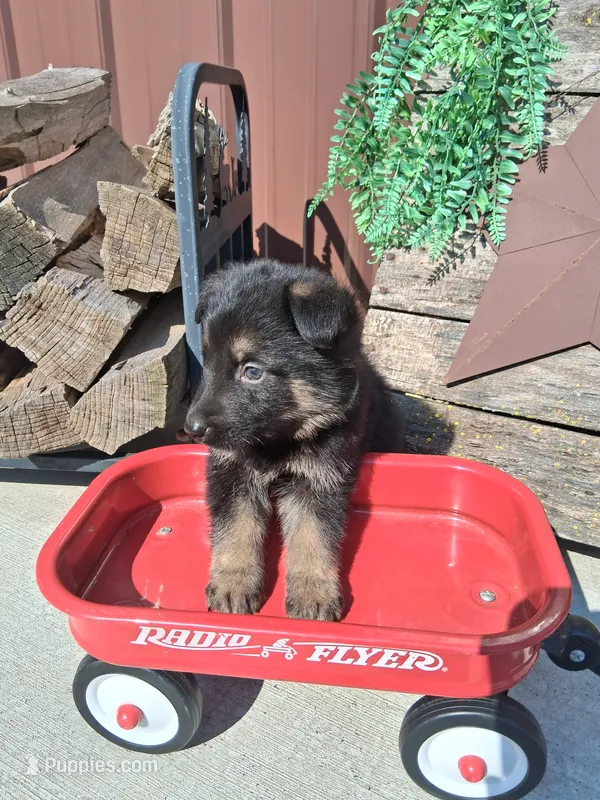 Jett – German Shepherd Dog puppy for sale in Woodburn, IN
