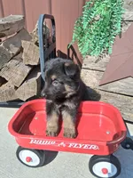 Jett, a male German Shepherd Dog for sale in Woodburn, IN – 1 of 3