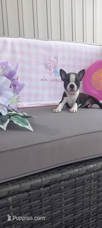 Alivia – Boston Terrier puppy for sale in Woodburn, IN