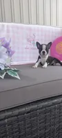Alivia, a female Boston Terrier for sale in Woodburn, IN – 1 of 7