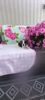 Brielle, a female Boston Terrier for sale in Woodburn, IN – 3 of 7