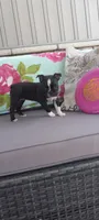 Abby, a female Boston Terrier for sale in Woodburn, IN – 4 of 6