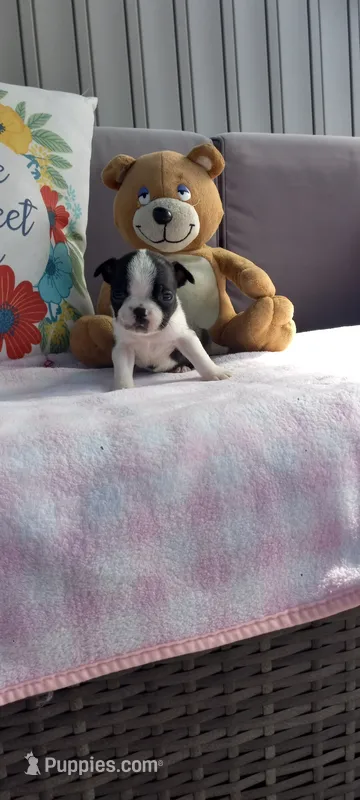 Brielle – Boston Terrier puppy for sale in Woodburn, IN