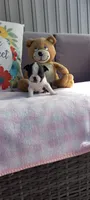 Brielle, a female Boston Terrier for sale in Woodburn, IN – 1 of 7