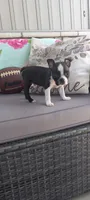 AJ, a male Boston Terrier for sale in Woodburn, IN – 4 of 7
