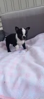 Brylie, a female Boston Terrier for sale in Woodburn, IN – 7 of 7