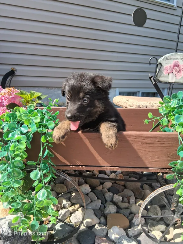 Joy – German Shepherd Dog puppy for sale in Woodburn, IN