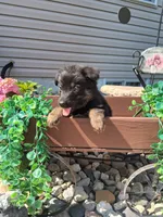 Joy, a female German Shepherd Dog for sale in Woodburn, IN – 1 of 4
