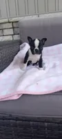 Brylie, a female Boston Terrier for sale in Woodburn, IN – 5 of 7