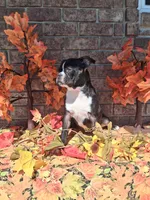 Lynn, a male Boston Terrier for sale in Woodburn, IN – 4 of 6