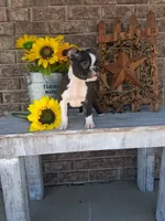 Leo, a male Boston Terrier for sale in Woodburn, IN – 2 of 5
