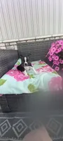 Brianna, a female Boston Terrier for sale in Woodburn, IN – 5 of 7