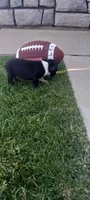 Buddy , a male Boston Terrier for sale in Woodburn, IN – 6 of 6
