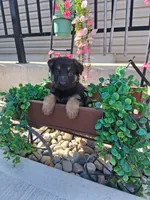 Jayla, a female German Shepherd Dog for sale in Woodburn, IN – 4 of 5