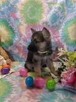 April , a female German Shepherd Dog for sale in Woodburn, IN – Photo 2 of 4