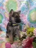April , a female German Shepherd Dog for sale in Woodburn, IN – Photo 4 of 4