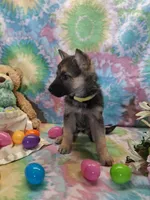 April , a female German Shepherd Dog for sale in Woodburn, IN – Photo 3 of 4