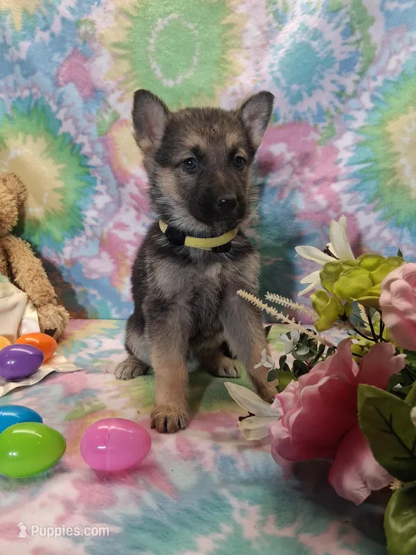 April  – German Shepherd Dog puppy for sale in Woodburn, IN