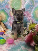 April , a female German Shepherd Dog for sale in Woodburn, IN – Photo 1 of 4