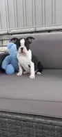 Benjie, a male Boston Terrier for sale in Woodburn, IN – 6 of 6