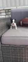Benjie, a male Boston Terrier for sale in Woodburn, IN – 8 of 8