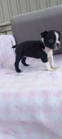 Brianna, a female Boston Terrier for sale in Woodburn, IN – 5 of 7