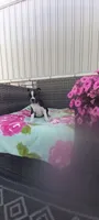 Brianna, a female Boston Terrier for sale in Woodburn, IN – 6 of 7