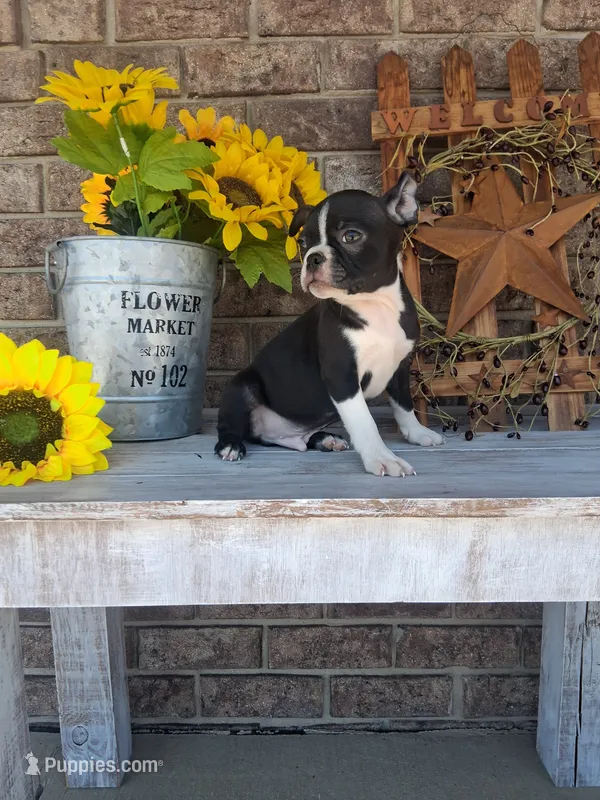Lee – Boston Terrier puppy for sale in Woodburn, IN