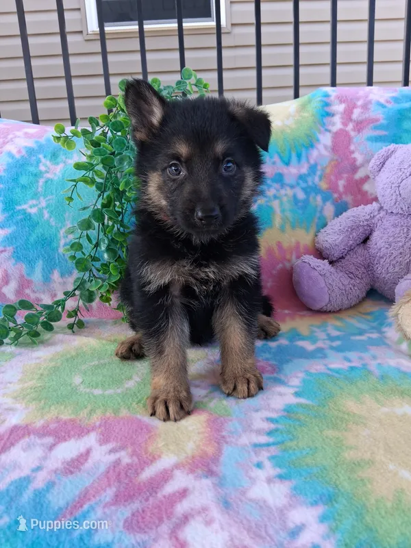 Joey  – German Shepherd Dog puppy for sale in Woodburn, IN