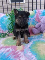 Joey , a male German Shepherd Dog for sale in Woodburn, IN – 1 of 3