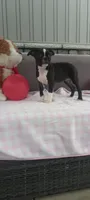 Abby, a female Boston Terrier for sale in Woodburn, IN – 5 of 7
