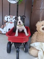Logan, a male Boston Terrier for sale in Woodburn, IN – 5 of 5