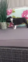 Asher, a male Boston Terrier for sale in Woodburn, IN – 2 of 6