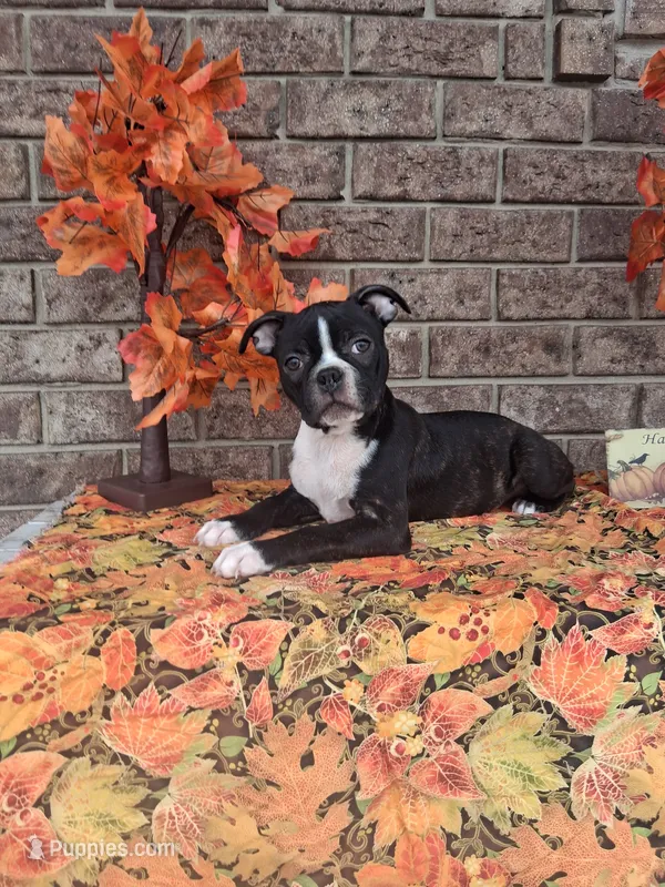 Lynn – Boston Terrier puppy for sale in Woodburn, IN