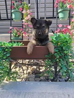 Jill, a female German Shepherd Dog for sale in Woodburn, IN – 3 of 4