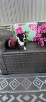 Buddy , a male Boston Terrier for sale in Woodburn, IN – 3 of 7