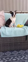 Benjie, a male Boston Terrier for sale in Woodburn, IN – 5 of 6