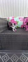 Benjie, a male Boston Terrier for sale in Woodburn, IN – 8 of 8